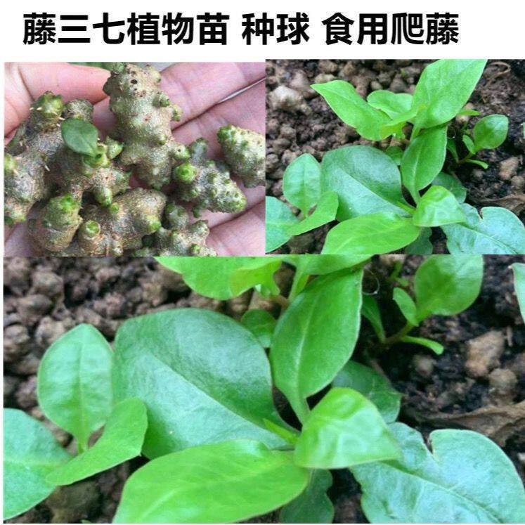 藤三七植物苗盆栽攀藤植物三七种苗种子根茎庭院阳台爬藤绿植