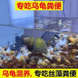 石螺鱼缸吃鱼粪便生物清洁吃绿藻生物淡水物除青苔田螺净化水