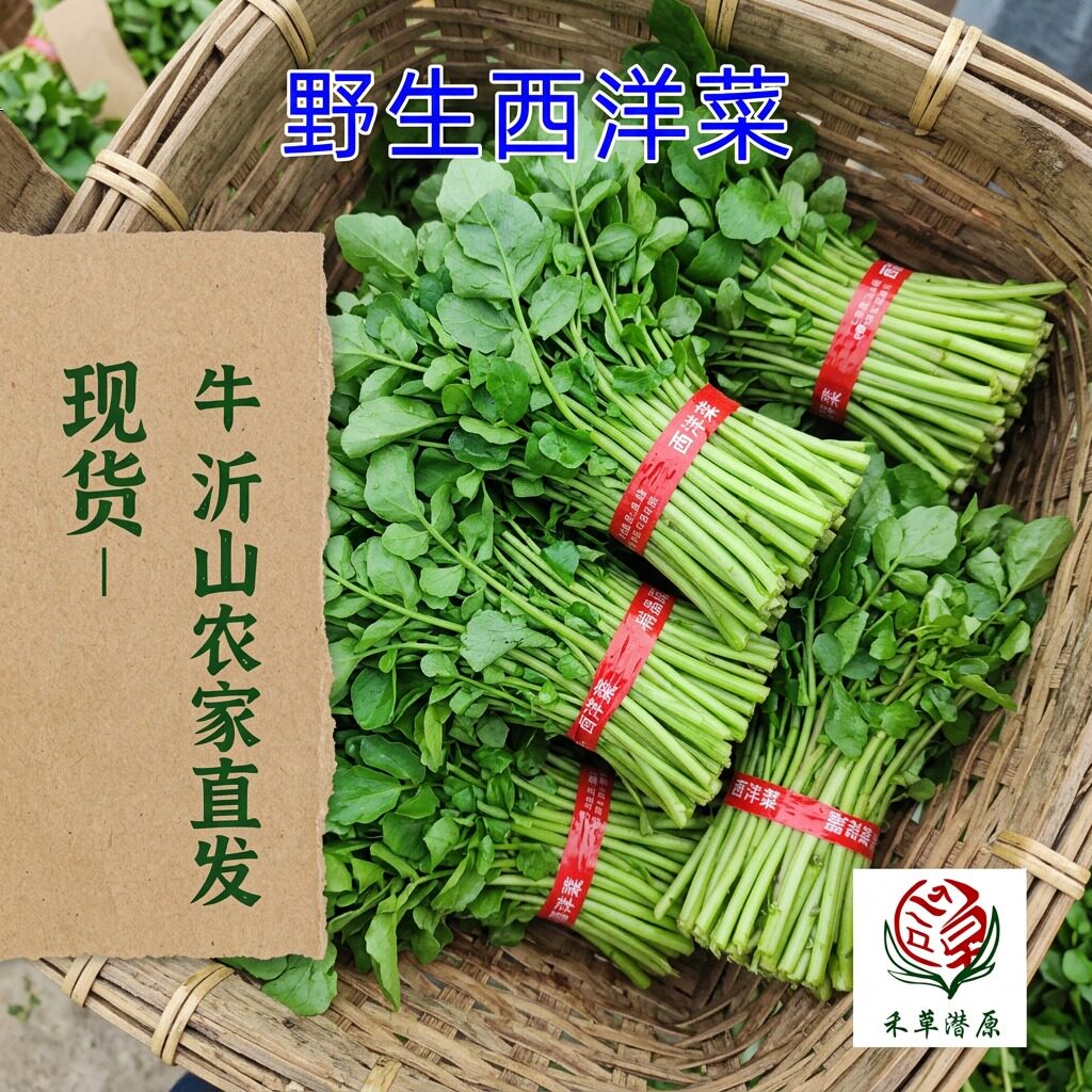 山东沂山野生西洋菜新鲜现摘农家直发叶菜类蔬菜
