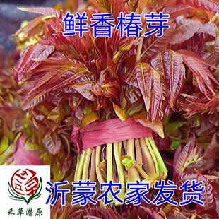 山东沂蒙山新鲜香椿芽头茬嫩芽香春芽香椿应季蔬菜