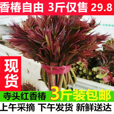 头茬露天红香椿嫩头香椿芽