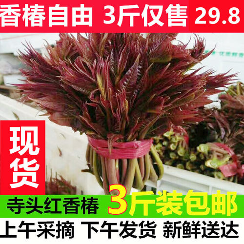头茬露天红香椿嫩头香椿芽