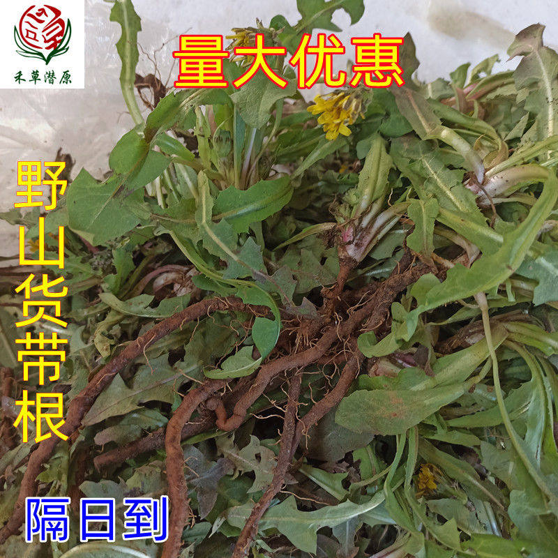 蒲公英新鲜的现挖山野菜