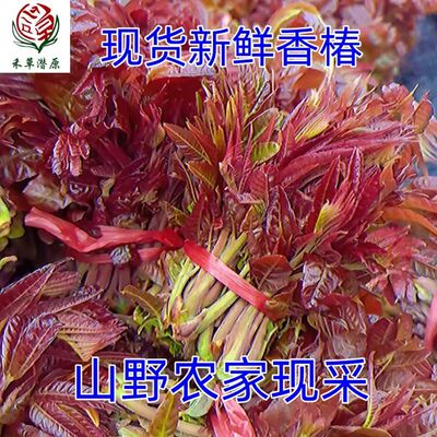 禾草潜原沂蒙山新鲜紫红香椿芽
