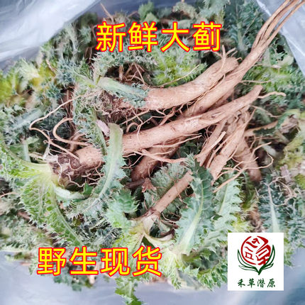 野生新鲜大蓟根 大刺儿菜 大刺盖 山萝卜 内叶刺中草药 煲汤500克