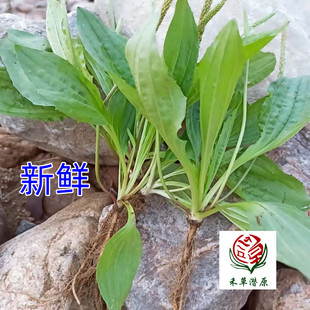 当季新鲜车前草天然野生车前草整颗带根车前子车轮菜车轱辘