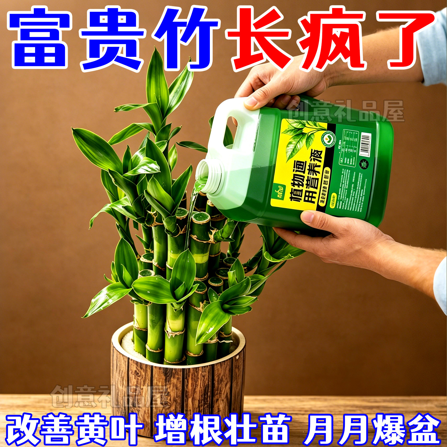 富贵竹观音竹通用营养液治黄叶