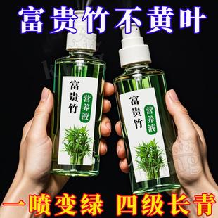 富贵竹专用营养液叶子发黄促生根液植物水培专用肥料 翠绿 四季