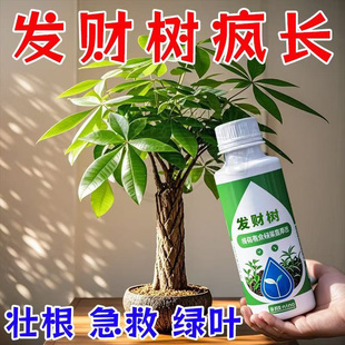发财树营养液专用肥黄叶烂根植物家用盆栽通用养花肥料龙竹