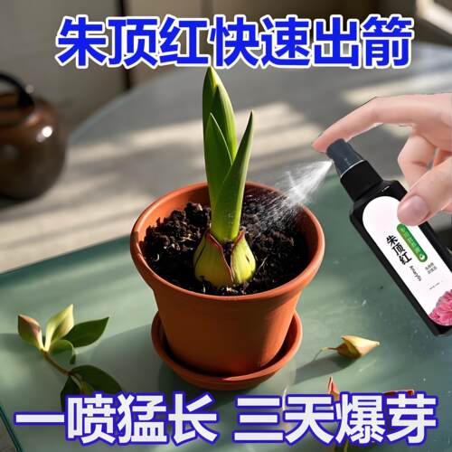 【爆箭王】朱顶红专用营养液