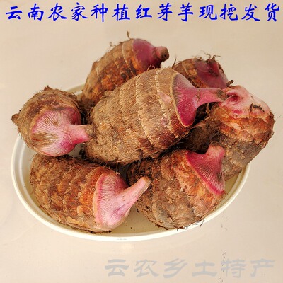芋头红芽芋时令蔬菜现挖粉糯
