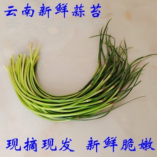 蒜薹新鲜云南时令蔬菜农家自种白帽红皮蒜蒜苔短青菜蒜苗蒜苔包邮