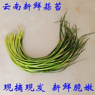 蒜薹新鲜云南时令蔬菜农家自种白帽红皮蒜蒜苔短青菜蒜苗蒜苔 包邮