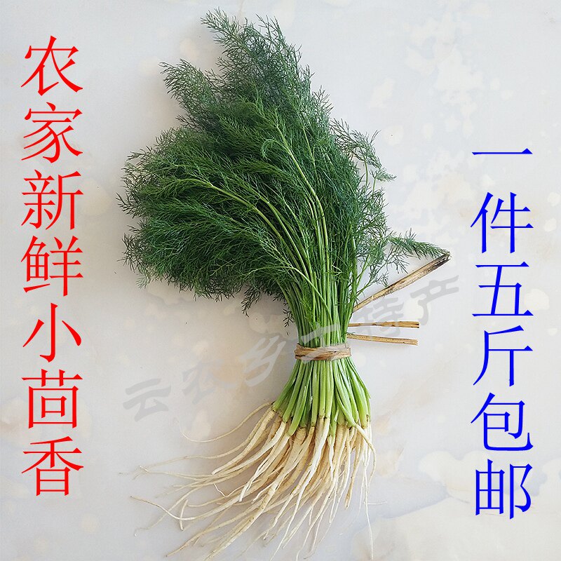 茴香菜新鲜云南带根苗包饺子馅