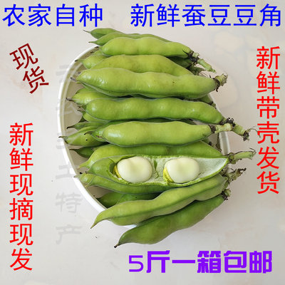 蚕豆农家自种带壳新鲜现摘