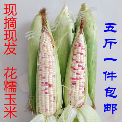 云南新鲜时令蔬菜甜糯玉米