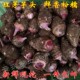 包邮 芋头新鲜云南高山红芽芋农家自种毛芋香芋粉糯牛奶芋当季 蔬菜