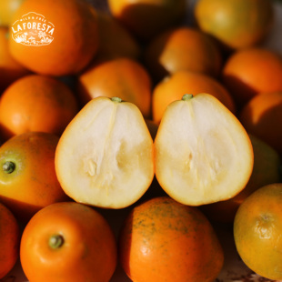 推荐！广西融安 脆蜜金柑 爽脆浓甜 果面花皮 顺丰陆运