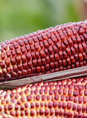 推荐！LaForesta 广东洛芊水果玉米 脆甜多汁 生熟两吃 顺丰