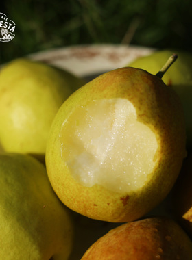 LaForesta 新疆库尔勒香梨 香甜多汁 顺丰陆运