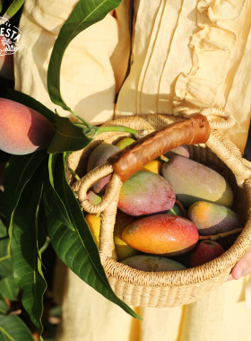 明年再约｜海南树上熟小贵妃芒果 香甜浓郁季节限定 常温保存