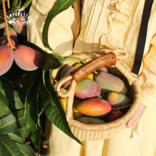 节限定 常温保存 香甜浓郁季 明年再约｜海南树上熟小贵妃芒果