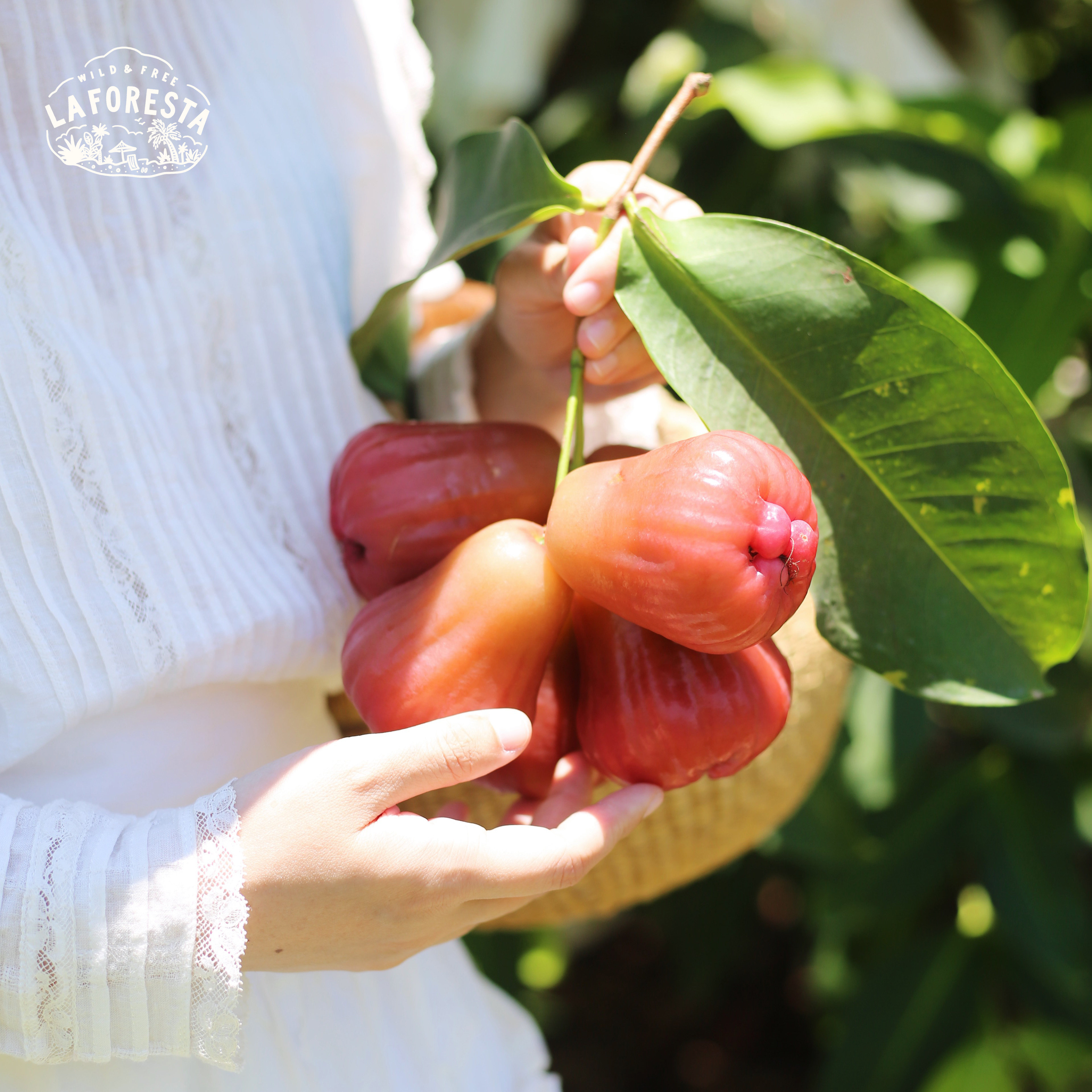 下批再约｜LaForesta x 南鹿一号有机莲雾脆甜多汁 7-15枚顺丰,水产肉类/新鲜蔬果/熟食,莲雾,淘宝优惠券,粉丝福利购,淘宝优惠卷