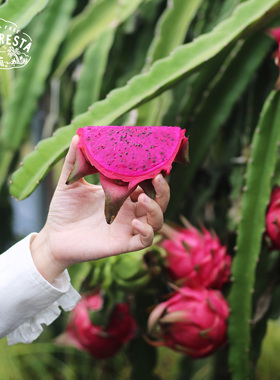 下批再约！LaForesta 海南树熟红心火龙果金都一号 软糯香甜 京东