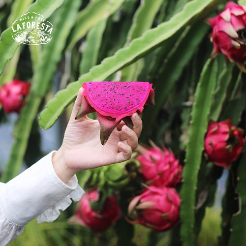 下批再约｜LaForesta 海南树熟红心火龙果金都一号 软糯香甜 顺丰