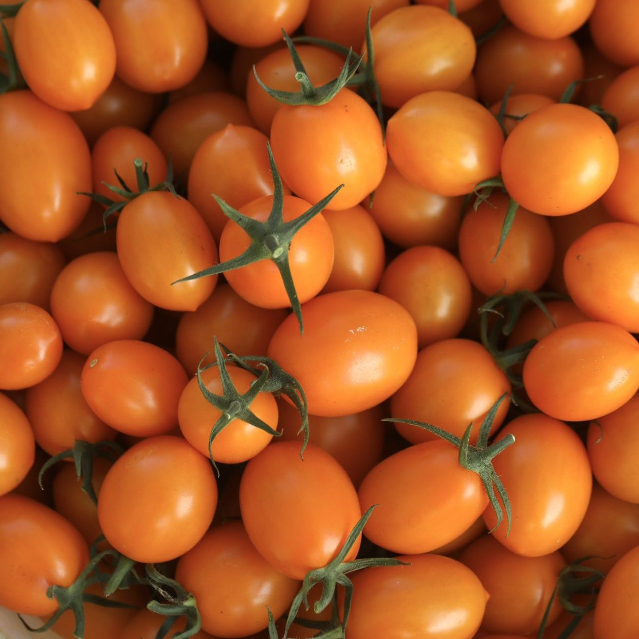 发货慢｜LaForesta 广东电白阳橙小番茄 皮薄多汁 味道浓郁 顺丰,水产肉类/新鲜蔬果/熟食,其它,淘宝优惠券,粉丝福利购,淘宝优惠卷