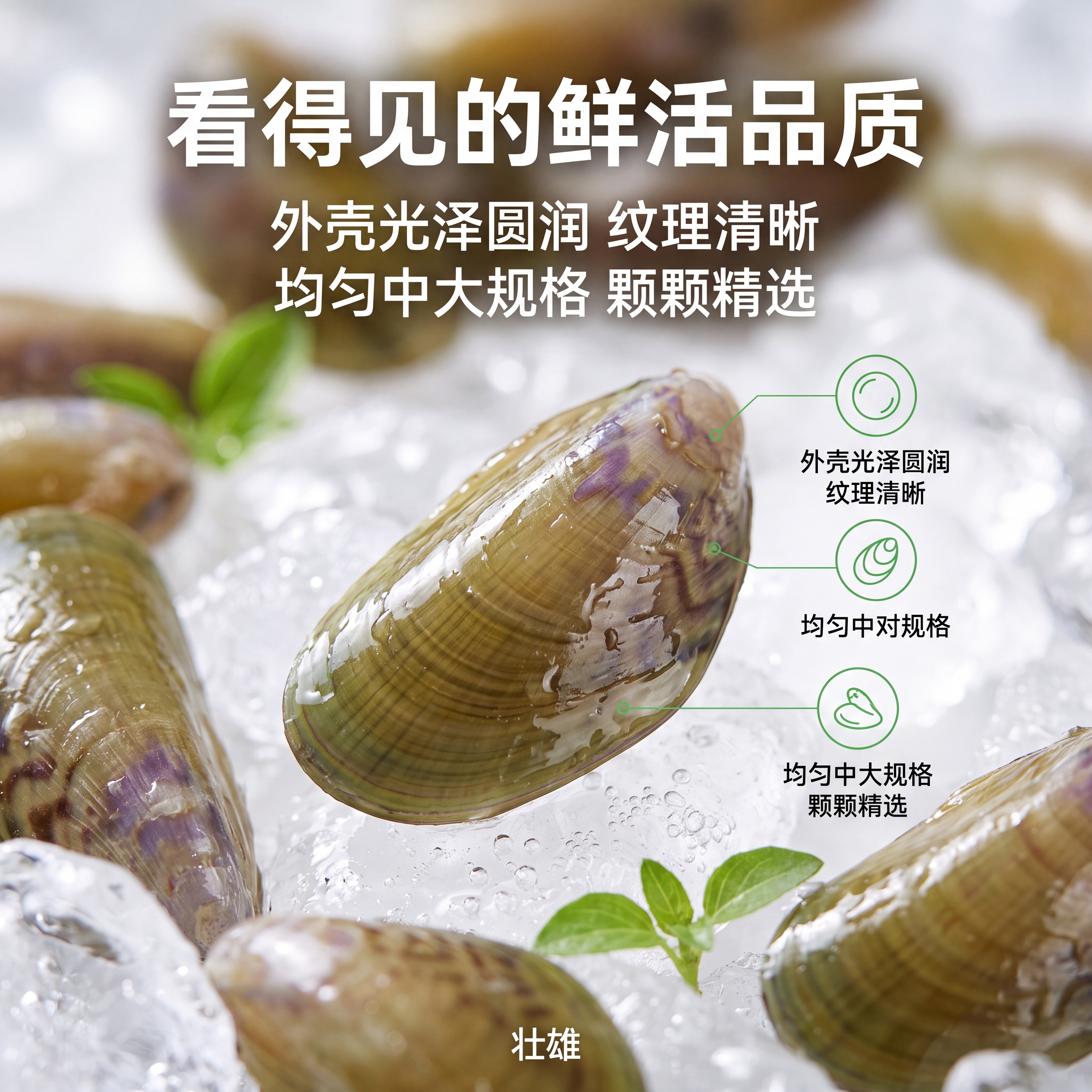 壮雄新鲜海瓜子海鲜水产