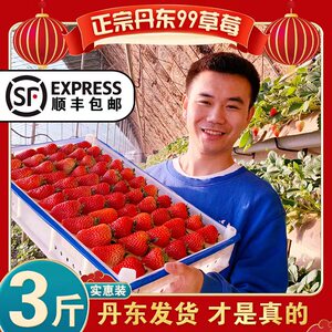 新鲜现摘丹东九九大甜牛奶油99红颜草莓孕妇应季水果顺丰3斤包邮5