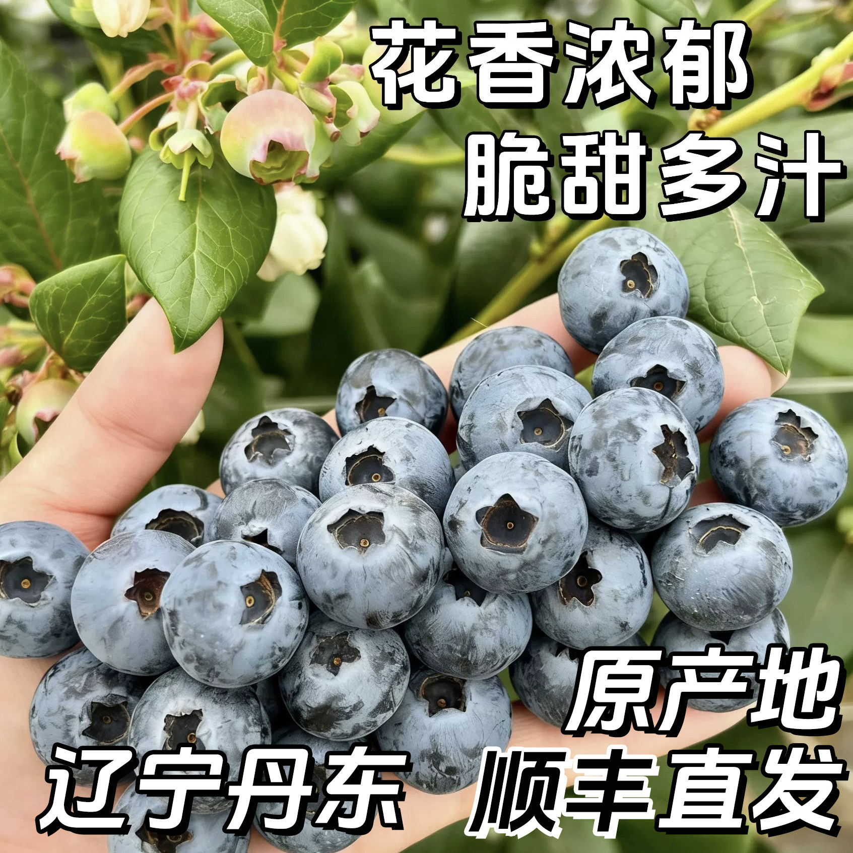 【顺丰包邮】丹东新鲜蓝莓大蓝莓鲜果装新鲜当季水果孕妇宝宝辅食