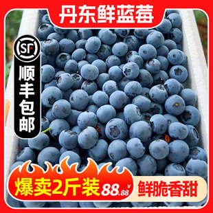 现摘丹东大蓝莓小果中果500g新鲜当季水果孕妇宝宝辅食顺丰整箱包