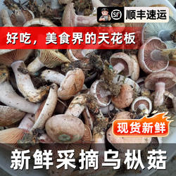 新鲜三九菇乌枞菇松树菌野生大山采摘枞树菇茅草松乳菇现货鲜冻菜