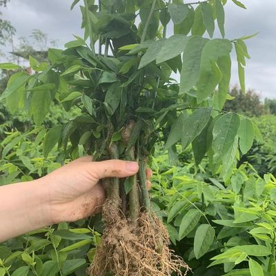 广东新鲜树仔菜苗 盆栽茂名潮汕树菜 海南野菜苗天绿香菜粗壮苗