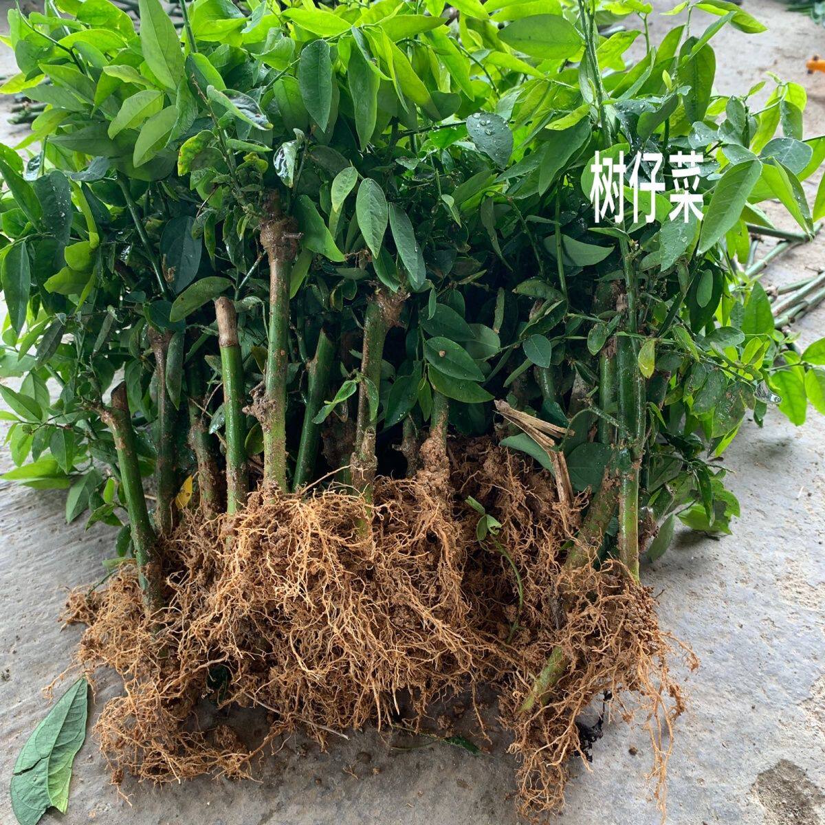 树菜树仔菜新鲜蔬菜青菜天绿香汗潮州汕头野菜现摘香守宫木枸杞叶