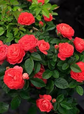 红色果汁棒棒糖荷兰香奈尔阳台系列多季开花勤花欧树状月季玫瑰花