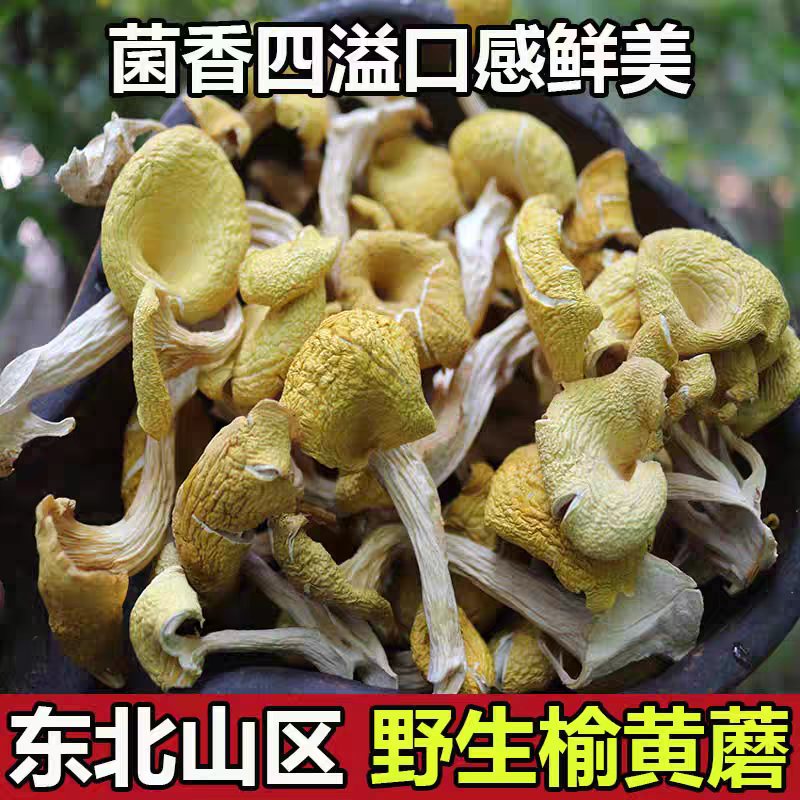 东北野生榆黄蘑干货当年新货食用菌鸡油菌香菇类东北特产煲汤做馅