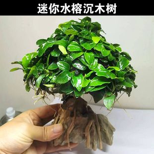 水草生命树水榕沉木树草缸鱼缸雨林缸造景装饰淡水新手懒人水草