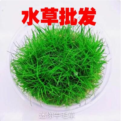 前景草莫斯水榕沉木树牛毛草爬地珍珠草迷你矮珍珠水草草缸造景