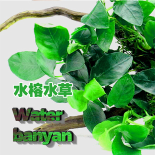 金鱼斗鱼水草新手阴性水草小水榕沉木巴榕黄金榕辣椒榕水草缸造景