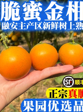 正宗广西融安脆蜜金桔柑第三代融安金桔大果无籽新鲜采摘独立包装