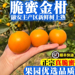 正宗广西融安脆蜜金桔柑第三代融安金桔大果无籽新鲜采摘独立包装