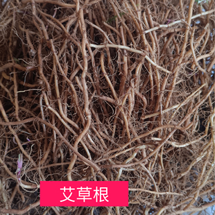 艾根野生新鲜现挖发货艾叶根老艾根艾草根五月艾根艾头艾苗根