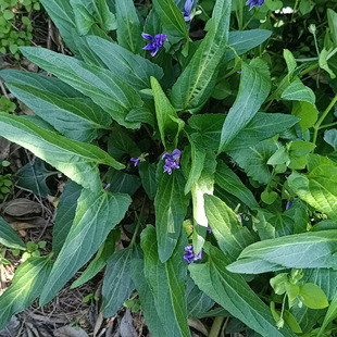 新鲜犁头草 紫花地丁 现采挖中草药材犁嘴草玉如意心叶堇菜铧头草