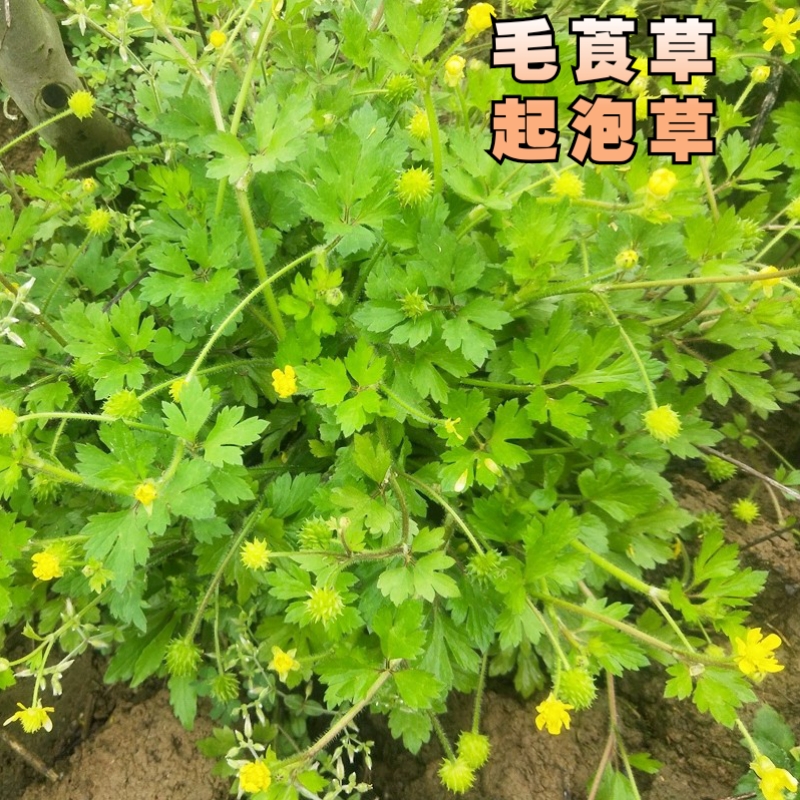 桂林新鲜中药材毛茛毛莨草茴茴蒜外敷起泡草紫茎扬子草500g起包邮