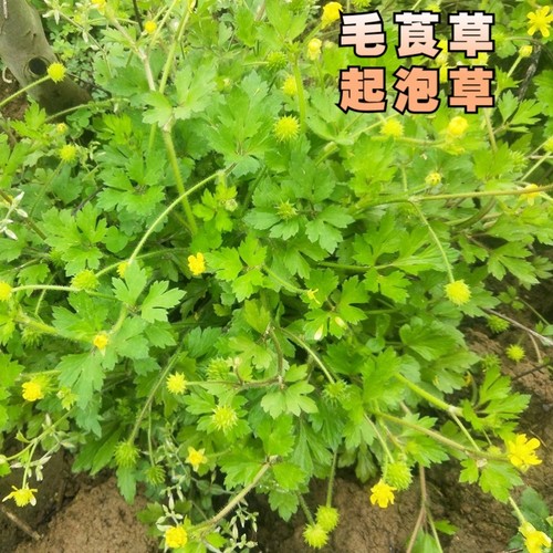 桂林新鲜中药材毛茛毛莨草茴茴蒜外敷起泡草紫茎扬子草250g起包邮