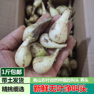 新鲜农村自种荞头生叫头藠头教头乔头长尾葱茭头鸡腿葱1斤包邮