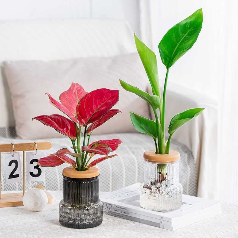 创新水培植物花瓶桌面办公桌装饰防摔摆件仿玻璃透明塑料花盆插花,鲜花速递/花卉仿真/绿植园艺,花盆,淘宝优惠券,粉丝福利购,淘宝优惠卷